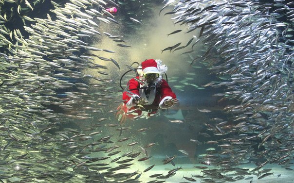 Водолаз в костюме Санта Клауса плавает среди сардин в аквариуме «Coex Aquarium» в Сеуле, Южная Корея, 11 декабря 2012 года.
