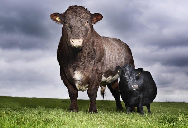 Ласточка (справа) – 11-летняя корова из Йоркшира стоит рядом с быком Фредди. Эта крошечная корова стала самой низкорослой коровой в мире по версии Книги Рекордов Гиннеса. Ее длина – 84 см.
