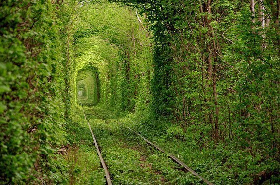 Над заброшенными железнодорожными путями возле поселка Клевань на Ровненщине (Украина) выросла ограда с деревьев, которая образовала вдоль путей зеленый коридор под романтическим названием "Туннель любви"
