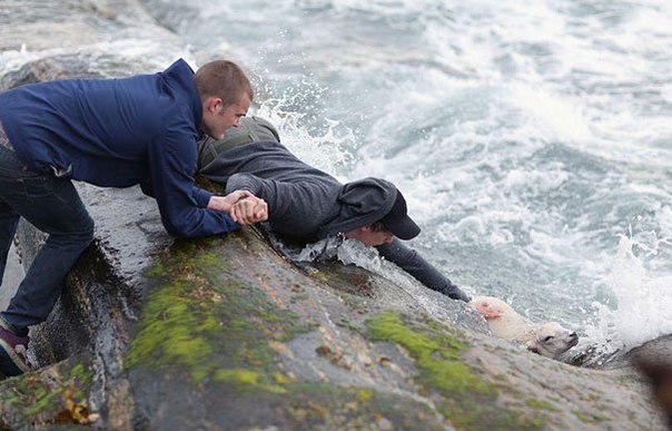 Спасение ягненка из океана, Норвегия.