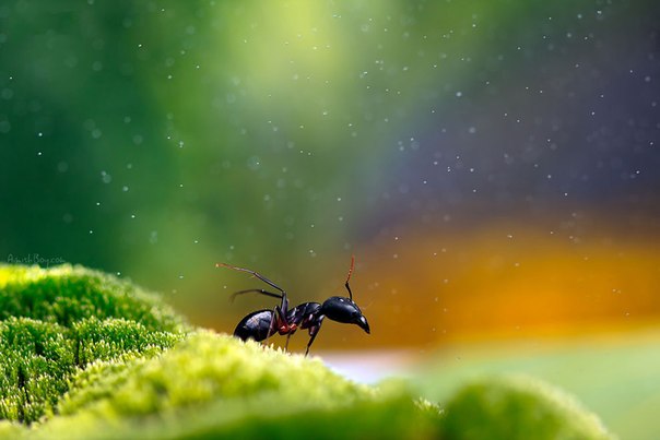 Макрофотографии насекомых от израильского фотографа Nadav Bagim