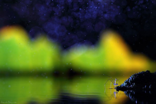 Макрофотографии насекомых от израильского фотографа Nadav Bagim