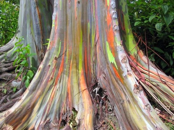 Радужный эвкалипт – одно из самых удивительных деревьев на планете. Кора этого дерева может быть окрашена в желтый, зеленый, оранжевый или фиолетовый цвет. Радужный эвкалипт - это единственная разновидность эвкалипта, растущая в северном полушарии.