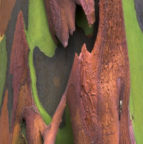 Радужный эвкалипт – одно из самых удивительных деревьев на планете. Кора этого дерева может быть окрашена в желтый, зеленый, оранжевый или фиолетовый цвет. Радужный эвкалипт - это единственная разновидность эвкалипта, растущая в северном полушарии.