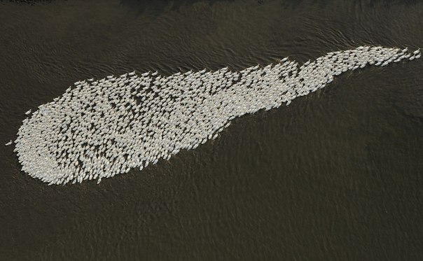 Стая гусей на притоке реки Янцзы в провинции Аньхой, Китай.