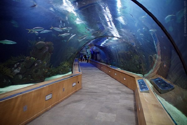 В испанском городе Валенсия существует пешеходный тоннель, гуляя по которому вы будто оказываетесь на дне океана. Находится он в Океанографическом Центре, и посетители этого объекта могут любоваться жизнью подводного мира, происходящей над их головами.