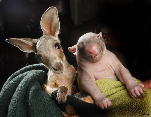 Двое сирот – кенгуренок Джо и малолетняя самка вомбата Пегги, поселившиеся в австралийском центре по защите дикой природы «Wildlife Kilmore Rescue Centre», стали неразлучными друзьями, компенсируя друг другу отсутствие матери.
