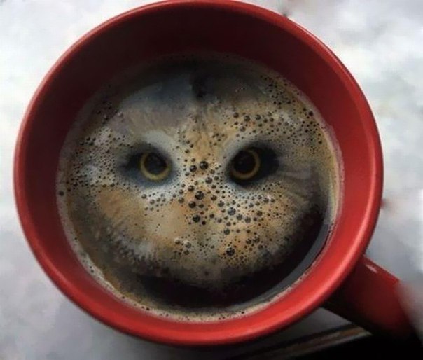 Сова спряталась в чашку кофе