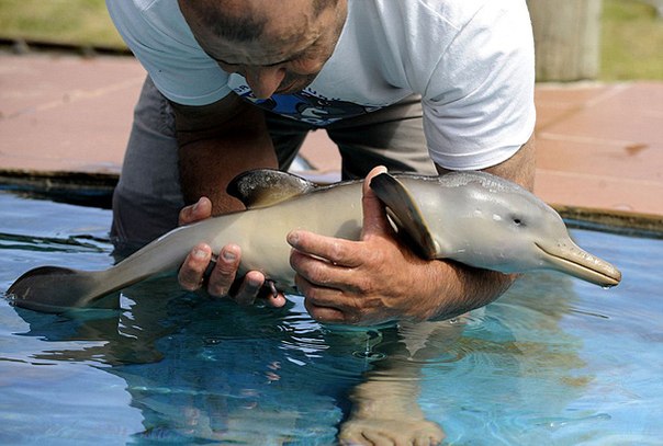 Детеныш дельфина