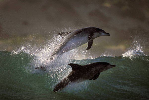 Танцы дельфинов 
