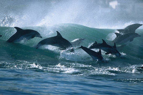 Танцы дельфинов 