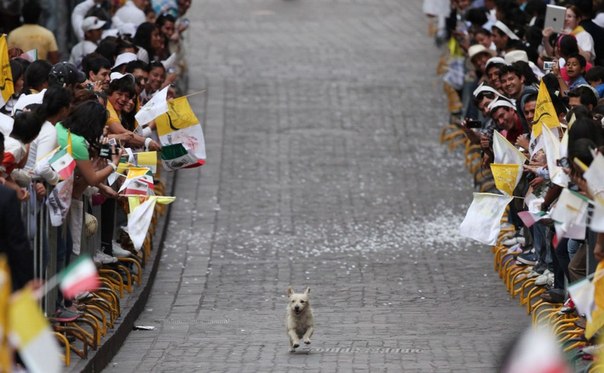 Собака бежит по аллее, вдоль которой выстроились верующие, ожидающие прибытия Папы Бенедикта XVI, в Гуанахуато, Мексика