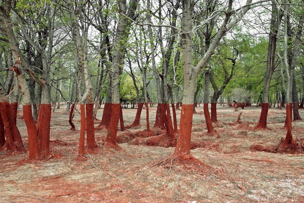 Лес после аварии на алюминиевом заводе в Венгрии, виден четкий след уровня красного шлама.