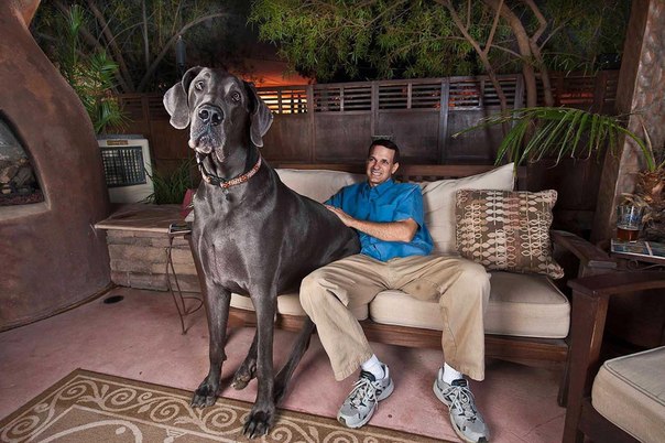 Весом более 110 килограмм и высотой в 1 метр 10 сантиметров, собака по имени Гигантский Джордж попала в Книгу Рекордов Гинесса, как самая высокая из собак. Стоя на задних ногах, пес достигает в высоту почти 2,5 метров!
