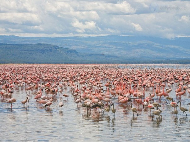 Стая фламинго, озеро Накуру, Кения.