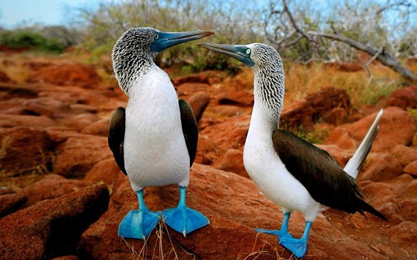 Голубоногая олуша, Галапагосские острова. Синие лапы самца привлекают партнерш: чем бледнее цвет, тем меньше у самца шансов на успех.