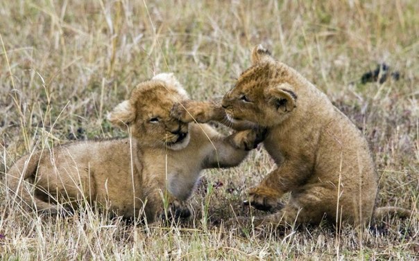 Фотограф Эд Браун сделал снимок этих играющих львят в Масаи Мара в Кении.