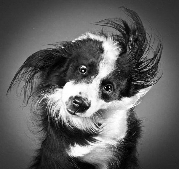 Фотограф Карли Дэвидсон делает уникальные портреты собак в движении.