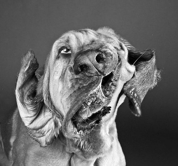Фотограф Карли Дэвидсон делает уникальные портреты собак в движении.