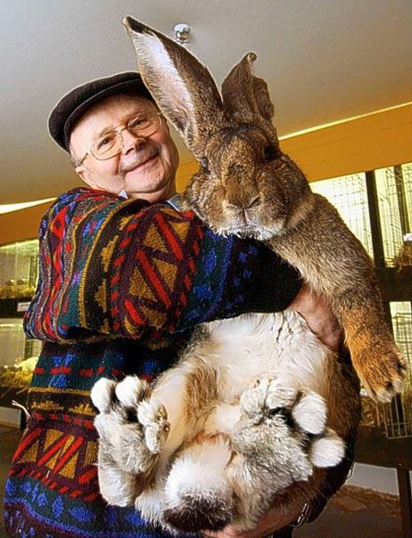 Кролик Ральф - один из самых крупных кроликов в мире. Ему 12 месяцев, а весит он более 25 кило.