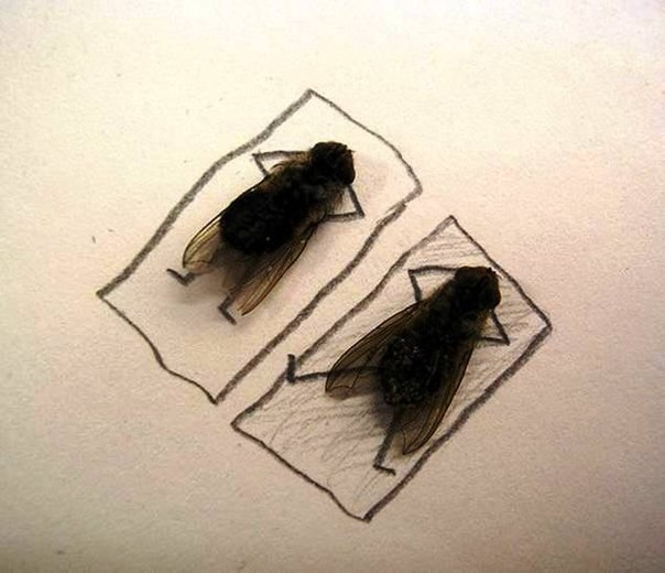 Забавные картинки, иллюстрирующие скрытую от нас жизнь домашних мух
