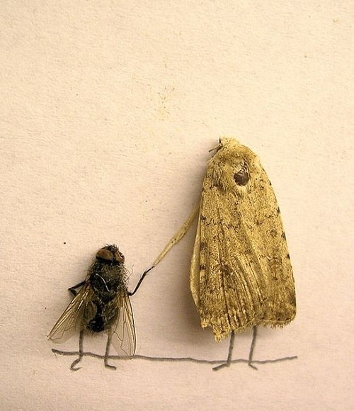 Забавные картинки, иллюстрирующие скрытую от нас жизнь домашних мух