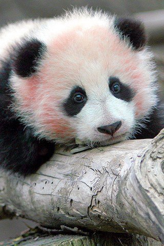 Эта панда по кличке Цзайчжи из китайского зоопарка Guangzhou. Она болеет редкой болезнью, когда в ДНК нарушается ген пигментации шерсти. Такие особи страдают в одиночестве, сородичи избегают её из-за её необычного вида.