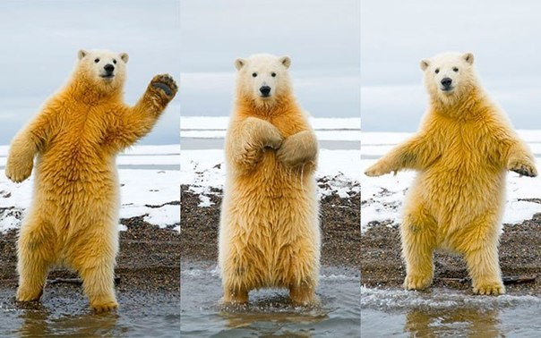 Этот танцующий полярный медведь был замечен на берегу Бернард-Спит в Аляске. Пока мишка был увлечен танцем, фотограф Стивен Казловски успел сделать несколько снимков. И хотя на фотографиях молодой медведь выглядит отличным танцором, Стивен говорит, что на самом деле мишка просто пытался удержать равновесие.