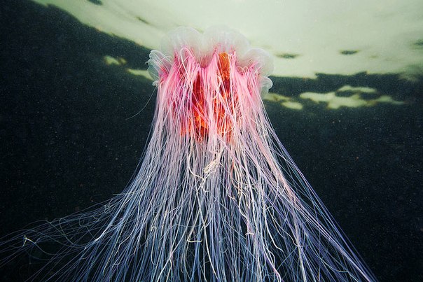 Фотографии медуз от Александра Семёнова