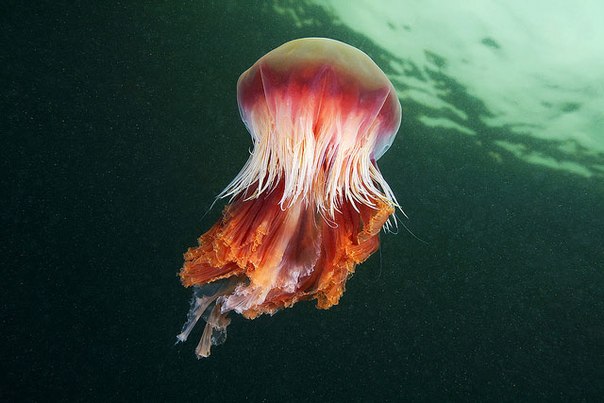 Фотографии медуз от Александра Семёнова
