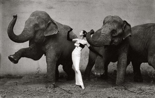 Снимок знаменитого американского фотографа Ричарда Аведона «Довима со слонами, вечернее платье от Dior», сделанный в 1955 году в Париже. В 2010 году за эту фотографию покупатель заплатил рекордную сумму в $1 151 976 на аукционе Christie`s.