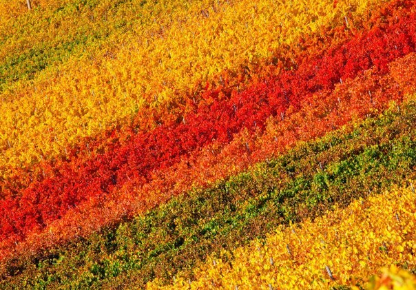 Осенний виноградник в Тоскане, Италия