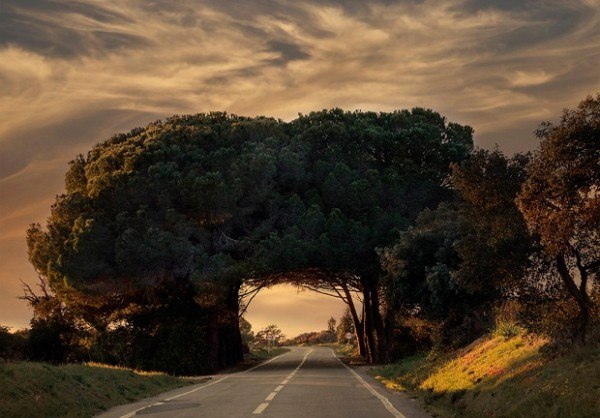 Зеленая арка в Португалии. Старые деревья переплели свои ветви, образовав живой туннель.
