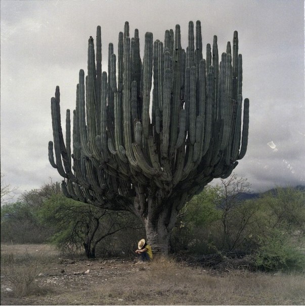 Гигантский кактус в Мексике