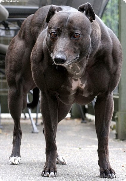 Самая мускулистая собака