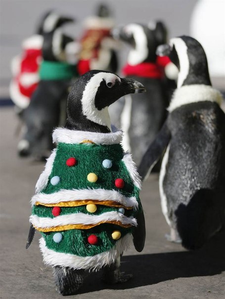 Пингвины в рождественских костюмах ходят по парку развлечений «Hakkeijima Sea Paradise» в Токио, Япония.