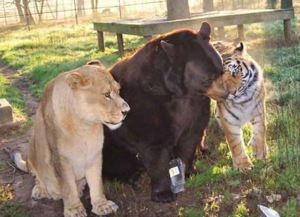 Невероятная дружба трех разных хищников