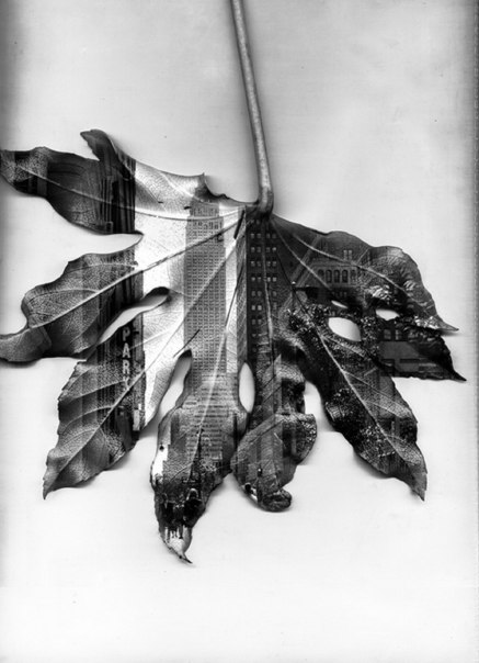 Пока Нью-Йорк приходит в себя после ветра, ливня и разрушительных последствия Урагана Сэнди, вспомним город в его наиболее прекрасные и мирные моменты. Эта серия создана лондонским фотографом Мэтью Ричардсом и представляет собой коллекцию черно-белых городских пейзажей на осенних листьях.