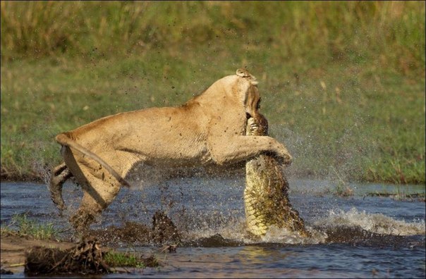 Схватка между львицей и крокодилом