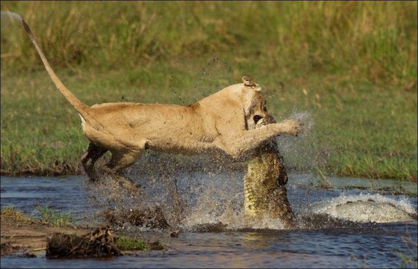 Схватка между львицей и крокодилом