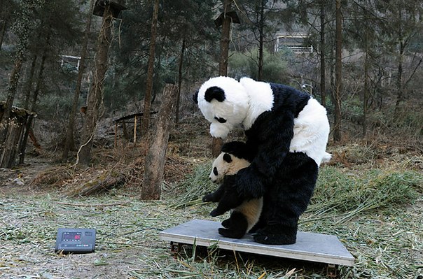 Исследователям из Центра разведения панд в Китае пришлось пойти на хитрость, чтобы помочь медвежонку панде освоиться в дикой природе. В роли двух взрослых панд-родителей выступили ветеринары, которые примерили на себя специальные меховые костюмы.