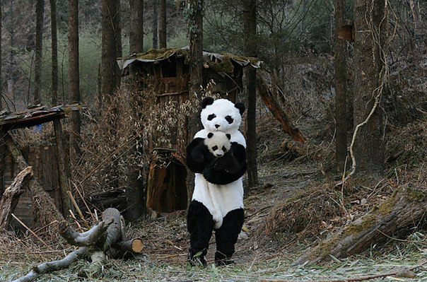 Исследователям из Центра разведения панд в Китае пришлось пойти на хитрость, чтобы помочь медвежонку панде освоиться в дикой природе. В роли двух взрослых панд-родителей выступили ветеринары, которые примерили на себя специальные меховые костюмы.