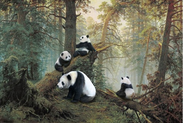 Мишки-панды в сосновом лесу