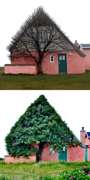 Снимок фотографа Марианны Кйолнер недалеко от западного побережья Дании. В тех местах настолько ветрено, что дерево приняло очертания старого дома, который стал растению своеобразным убежищем.