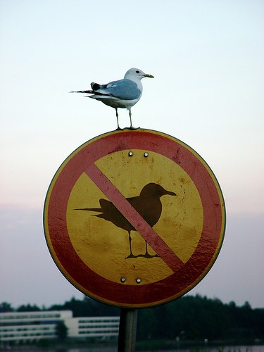 Птица-нарушитель
