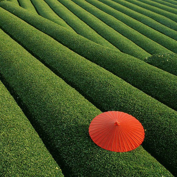 Чайная плантация, Китай.
