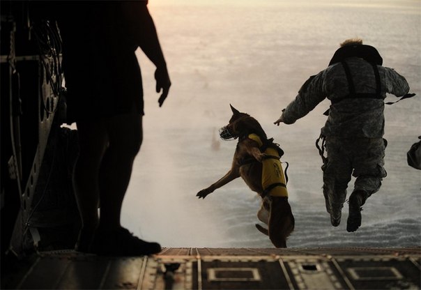 Солдат американской армии из 10-го специального подразделения и его собака прыгают с парашютом с борта вертолета СН-47 во время тренировок над Мексиканским заливом.