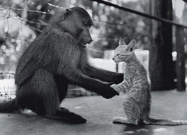 Эта фотография была прислана в журнал National Geographic в 1956 году. На фото котенок Пушок старается перенять обезьяньи повадки