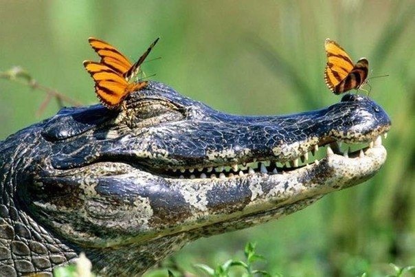 Крокодил и бабочки