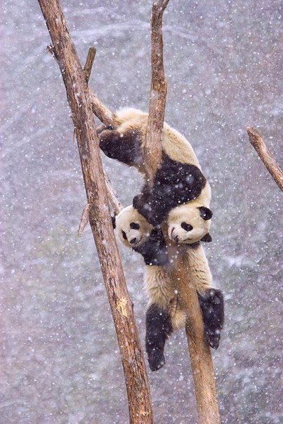 Панды в национальном природном заповеднике Волун, Китай.
